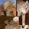 Kent Cats - @kentcats - TikTok