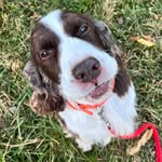 Dogs of the Kent CT Farmer’s Market - @dogsofkentctfarmersmkt - Instagram