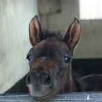 Kentford Farm Stud Ltd - @kentfordfarmstud - Instagram