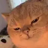 kengruber - @kengruber - TikTok
