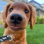 Roy Kent Rios - @roykent_thedoodle - Instagram