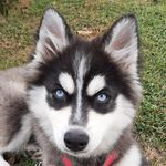Kent Robertson - @bellathepomsky4 - Instagram