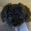 Help Me Go to College! - @brideofrankentstein - TikTok