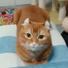 kentsuter - @kentsuter - TikTok