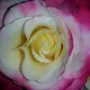 kenton Wright - @kenton.wright3 - TikTok
