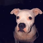 Kenyà Ann! 🐾❤️ - @kenya_ann_abbott - Instagram