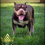 Kenya Barnes - @royalclimatekennels - Instagram