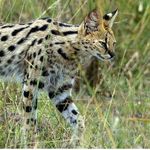 Kenya_Best_Destnations_/_Parks - @kenya_best_destinations - Instagram