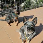 Kenya & Cooper - @kennyandcoop - Instagram