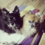 Kenya & Fox - @_wanderdogs_ - Instagram