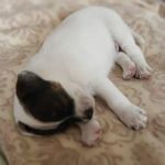 Kenya_JackRussellTerrier - @kenya.jack.russell.terrier - Instagram