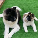 Russell & Kenya - @akitas.russell.kenya - Instagram