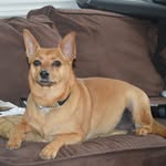 Jane Kenyon Bell - @petmum1 - Instagram