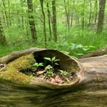 Kenyon College Greenhouse - @kenyon_greenhouse - Instagram