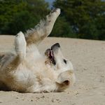 Keri J. Anthony - @goldenretriever.cutedog - Instagram