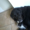 i love my dog💙💙💙 - @keriaarcheriluka - TikTok