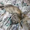 Kobalee123 - @kerri.conlon0 - TikTok