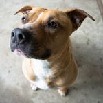 Keri Friedman - @pdx_dingo_diaries - Instagram