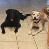 Keri-Ann Harper - @dogmom_2labs - TikTok