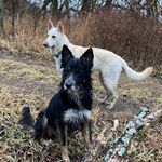 Keri Jacobs - @morning_dogs - Instagram