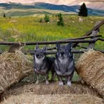 Kerry Manley Graybeal - @graybealkerry - Instagram