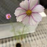Keri Norris - @keribelmore - Instagram