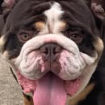 Keri Palmer - @kjr_bulldogs - Instagram