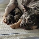 Keri Burton-Robbins - @furnomenal_frenchies - Instagram
