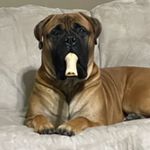 Keri See - @oswald_the_fab_bullmastiff - Instagram