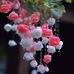 Gouri Rai - Facebook