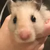 Kermit - @kermitthehamster - TikTok