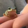 Kermit Lee Swag - @kermitleeswag - TikTok