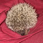 Kermit Russell Morrow - @kermit_the_hedgie - Instagram