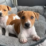 Kermit the Jack Russell - @bigkermit_ - Instagram