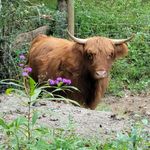 Kerry Barlow - @blue_ridge_highland_co - Instagram