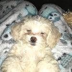 Kerri Baxter - @kerri_maltipoo - Instagram