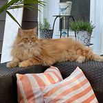Kerri Gallagher - @sib_cat_lady - Instagram