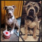 Kerri Hahn - @royalty.bulliez.kh - Instagram