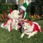 Kerri McClellan - @smilingsamoyeds - Instagram
