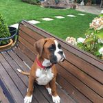 Kerri McDonnell - @boudi_pup - Instagram