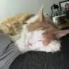 Kerrimcleod14 - @kerrimcleod14 - TikTok