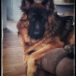 Kerri Morton - @mortonfamilyk9units - Instagram