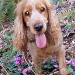 _KERRI_spaniel. - @_kerri_spaniel_ - Instagram