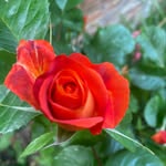 Kerry Tanner Gardens - @kerrytannergardens - Instagram