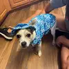 |~+LIL CHIHUAHUA+~| - @kerriworkman117 - TikTok
