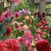 Kerrie Cameron - Facebook