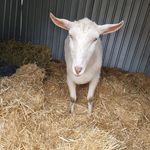 Kerrie Cameron - @bloodyjerrythegoat - Instagram