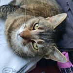 Kerrie Elliott - @kanime86 - Instagram