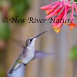 Kerri Farley - @newrivernature - Instagram