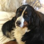 Kerry Farley Rounds - @baileybellecoberner - Instagram